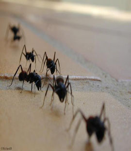 anti fourmis à rabat
