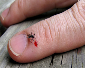 problèmes des moustiques à rabat