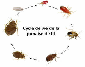 traitement anti punaises de lit à rabat