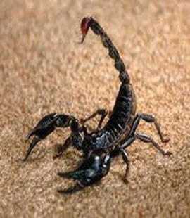 anti scorpion à rabat