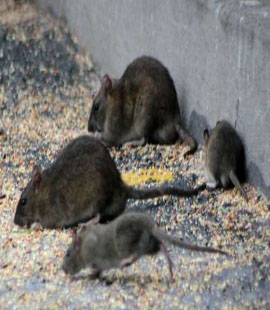 anti souris à rabat