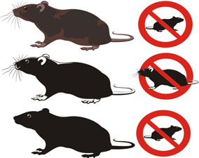  produits anti souris / rats à Rabat
