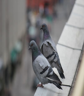 anti pigeon à rabat