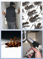 Traitement contre les insectes Rabat